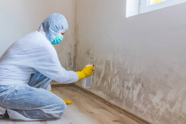 Licensed Mold Inspection service in Holmdel, NJ - WQB Mold Removal